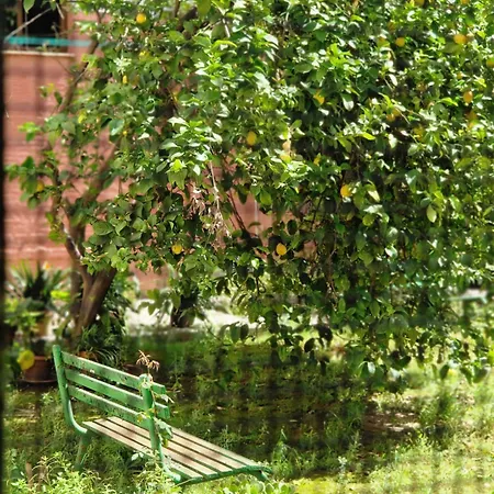 Naranjas De Reina Mercedes Seville