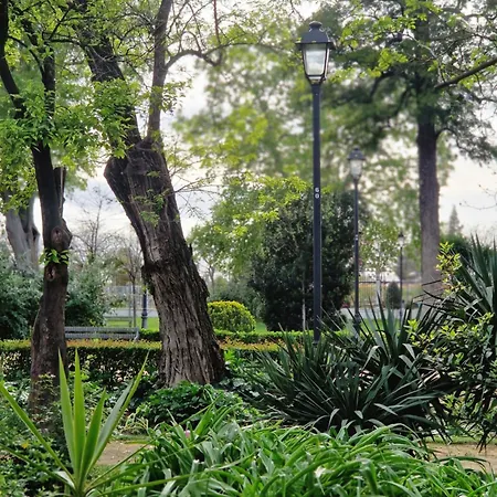 Naranjas De Reina Mercedes